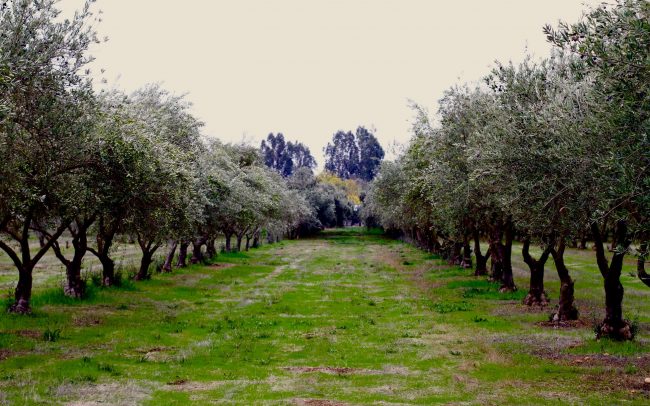 Olive grove at Wolfe Heights Estate